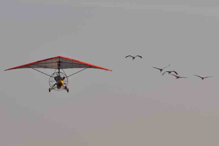Whooping cranes following ultralight plane in Operation Migration