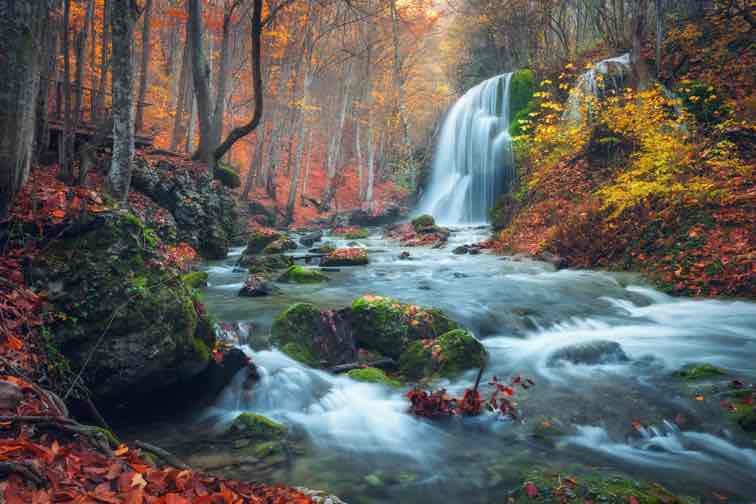 Forest stream and waterfall