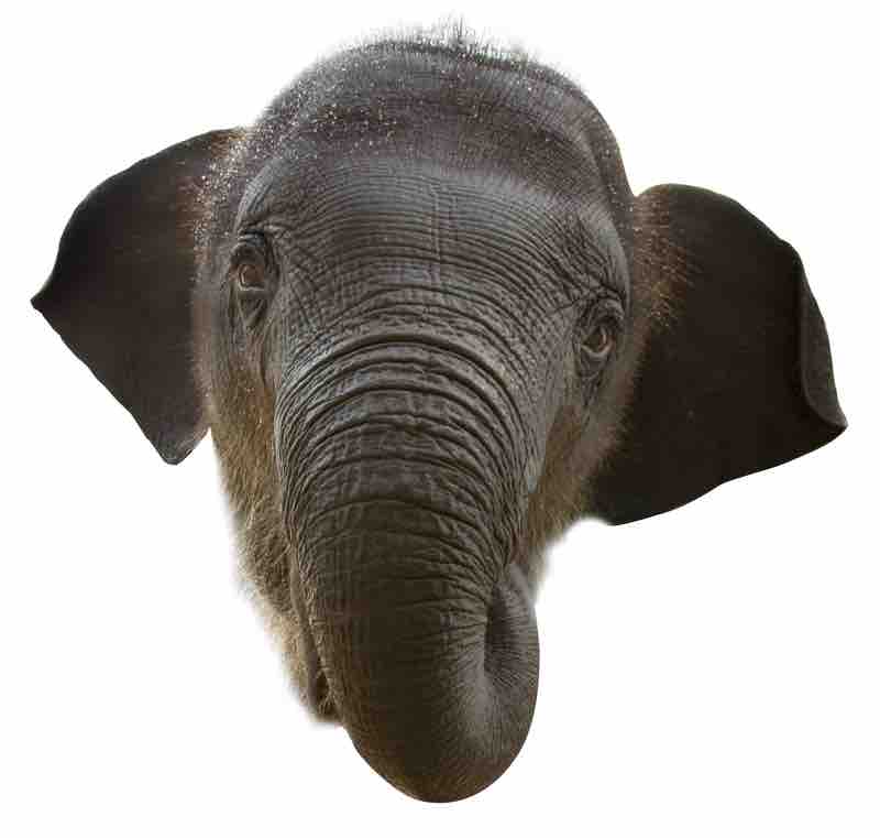 Donation: Young elephant